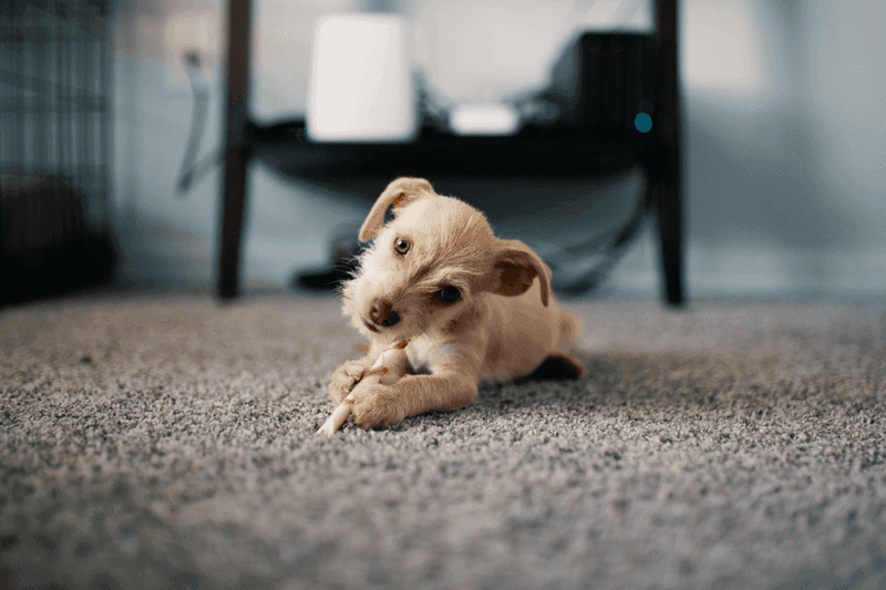 Carpet cleaning in Augusta, GA