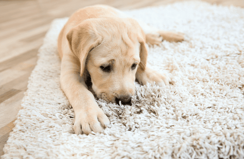Carpet cleaning in Grovetown, GA