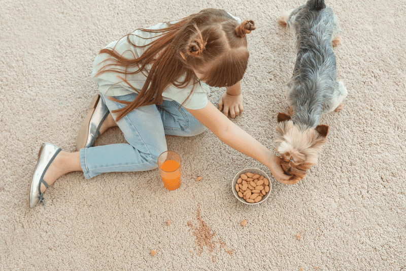 Carpet cleaning in North Augusta, SC