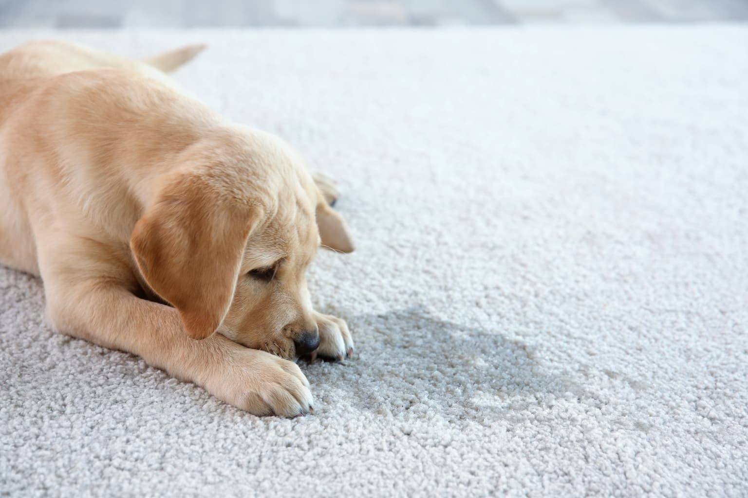 A Pet Owner's Honest Guide to Carpet Odor in Columbia County