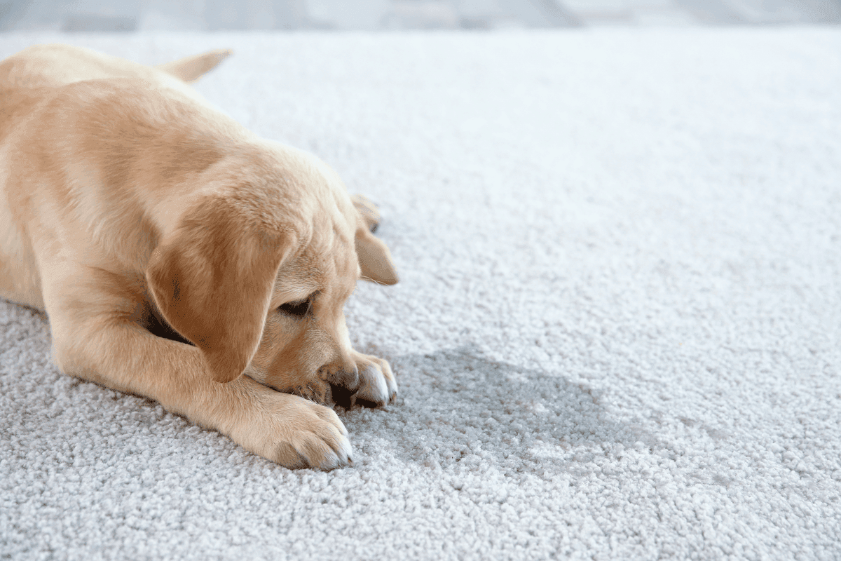 A Pet Owner's Honest Guide to Carpet Odor in Columbia County