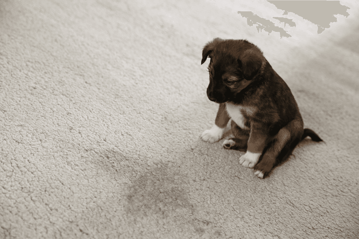 Pet Odor & Stain Removal in Martinez GA